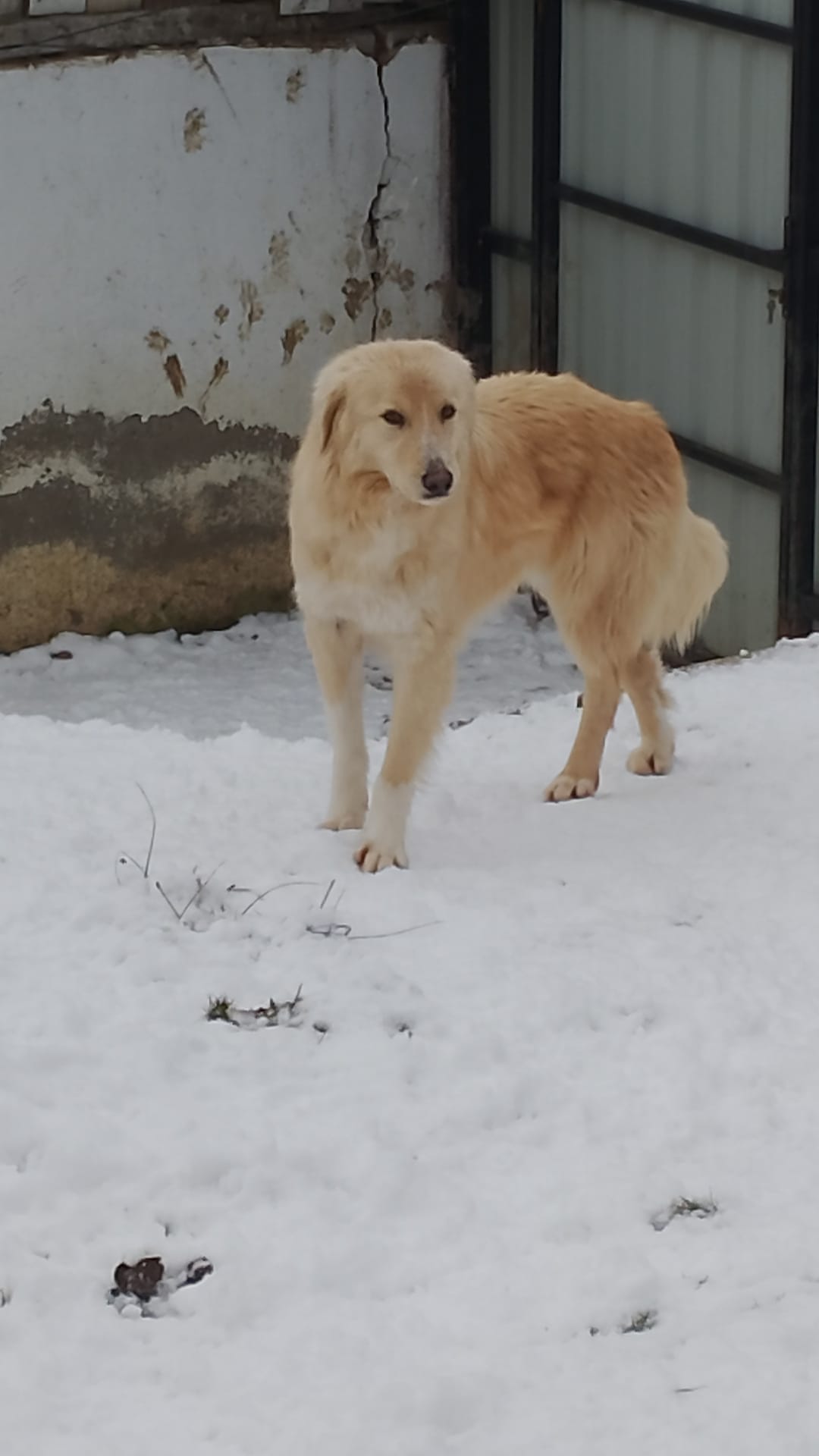 IMG-20260204-WA0025 Asociatia Therapy Dogs and Cats