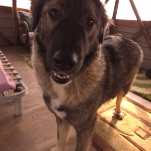 Asociatia Therapy Dogs and Cats