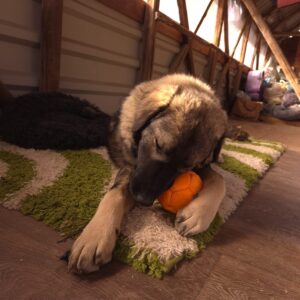 Asociatia Therapy Dogs and Cats