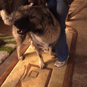 Asociatia Therapy Dogs and Cats