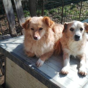 Asociatia Therapy Dogs and Cats