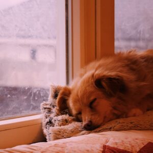 Asociatia Therapy Dogs and Cats