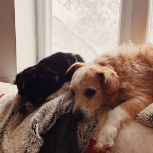Asociatia Therapy Dogs and Cats