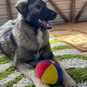 Asociatia Therapy Dogs and Cats