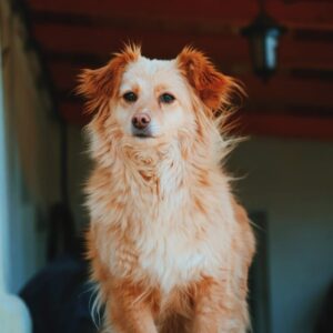 Asociatia Therapy Dogs and Cats