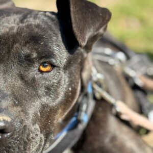 Asociatia Therapy Dogs and Cats