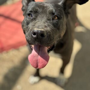 Asociatia Therapy Dogs and Cats