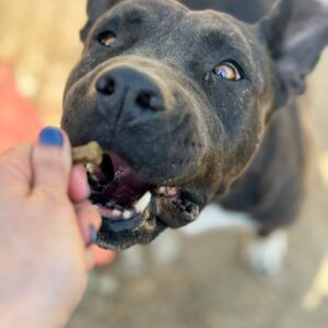 Asociatia Therapy Dogs and Cats
