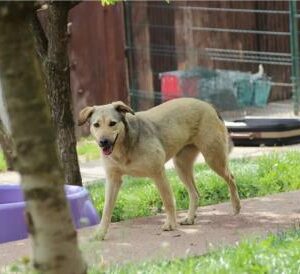 Asociatia Therapy Dogs and Cats Laura - Asociatia Therapy Dogs & Cats