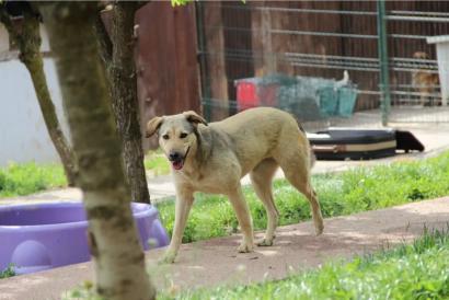 Laura – Asociatia Therapy Dogs & Cats Laura - Asociatia Therapy Dogs & Cats