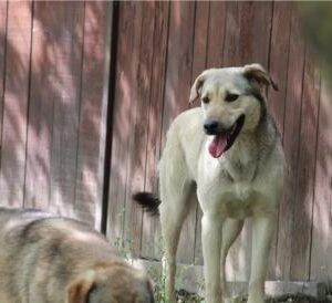 Asociatia Therapy Dogs and Cats Laura - Asociatia Therapy Dogs & Cats