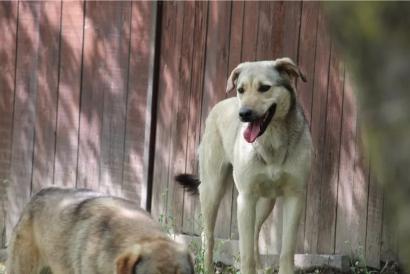 Laura – Asociatia Therapy Dogs & Cats Laura - Asociatia Therapy Dogs & Cats