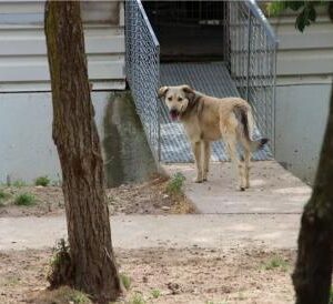 Asociatia Therapy Dogs and Cats Laura - Asociatia Therapy Dogs & Cats