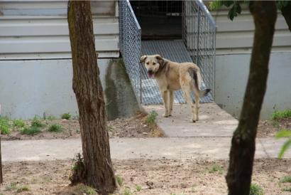 Laura – Asociatia Therapy Dogs & Cats Laura - Asociatia Therapy Dogs & Cats