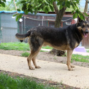 Asociatia Therapy Dogs and Cats Asociatia Therapy Dogs and Cats