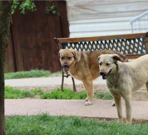 Asociatia Therapy Dogs and Cats Laura - Asociatia Therapy Dogs & Cats