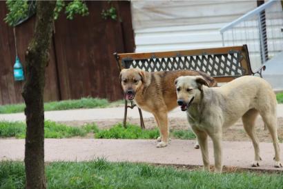 Laura – Asociatia Therapy Dogs & Cats Laura - Asociatia Therapy Dogs & Cats