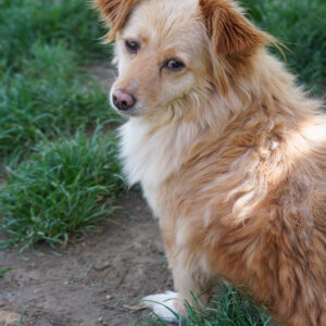 Asociatia Therapy Dogs and Cats
