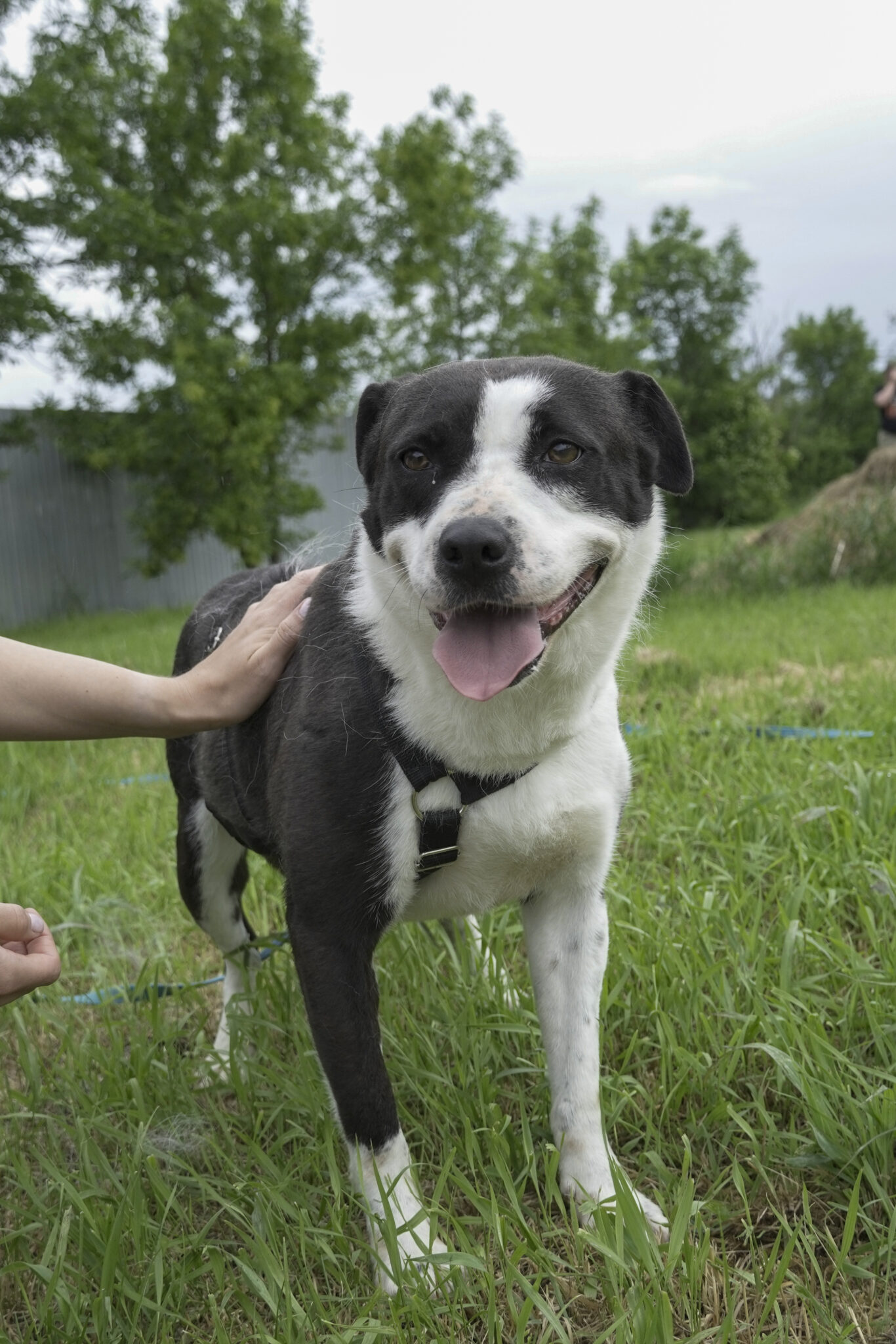 Asociatia Therapy Dogs and Cats Luna