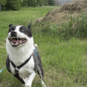 Asociatia Therapy Dogs and Cats