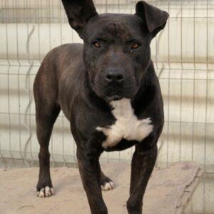 Asociatia Therapy Dogs and Cats