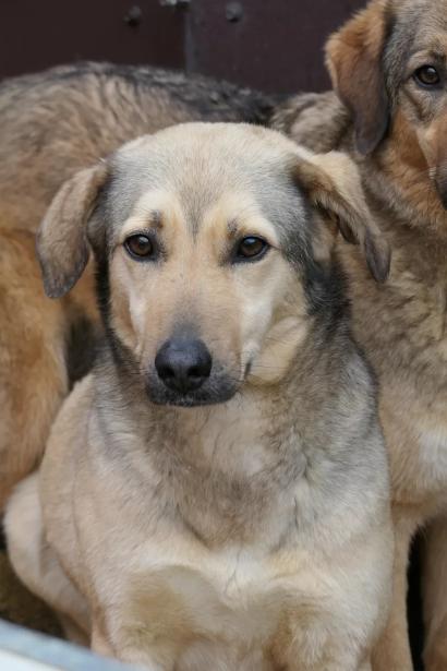 Laura - Asociatia Therapy Dogs & Cats Laura - Asociatia Therapy Dogs & Cats