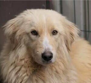 Asociatia Therapy Dogs and Cats Goldie - Asociatia Therapy Dogs & Cats