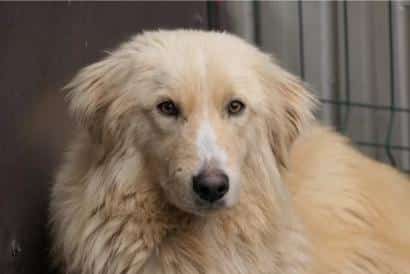 Goldie – Asociatia Therapy Dogs & Cats Goldie - Asociatia Therapy Dogs & Cats