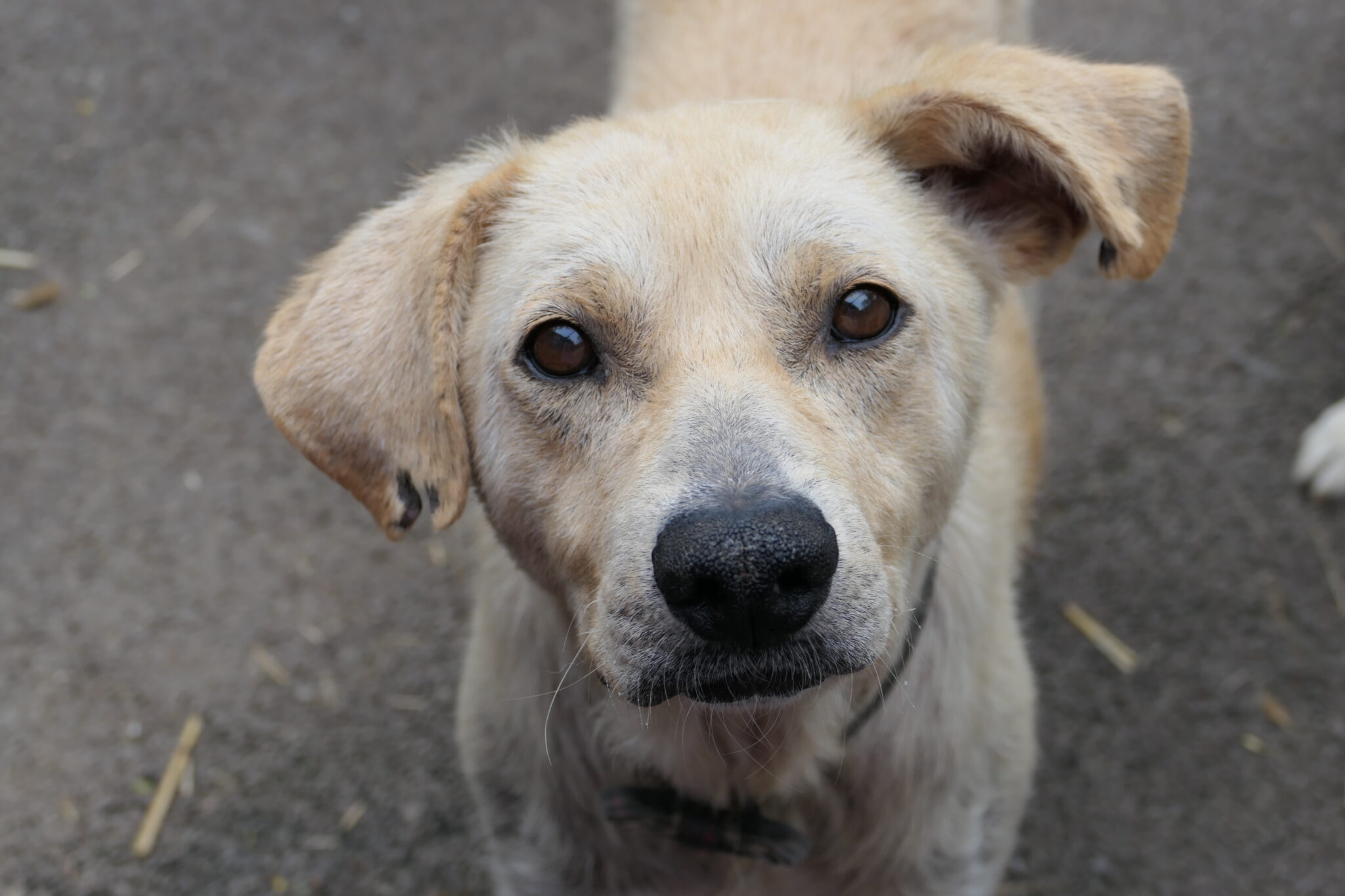 Asociatia Therapy Dogs and Cats Robin