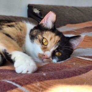 Asociatia Therapy Dogs and Cats