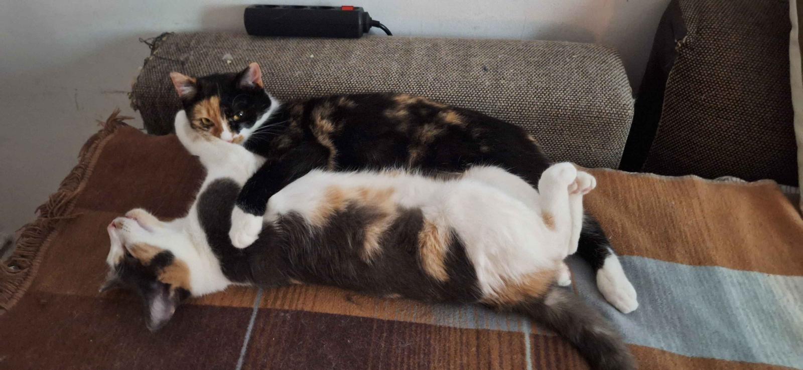 Asociatia Therapy Dogs and Cats Petunia & Sissy