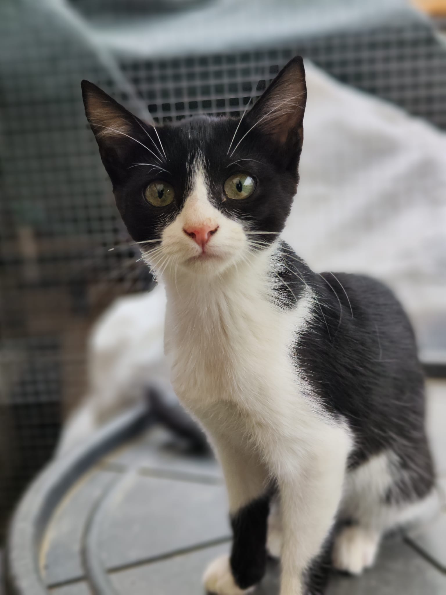 Asociatia Therapy Dogs and Cats Quinzy & Yoko