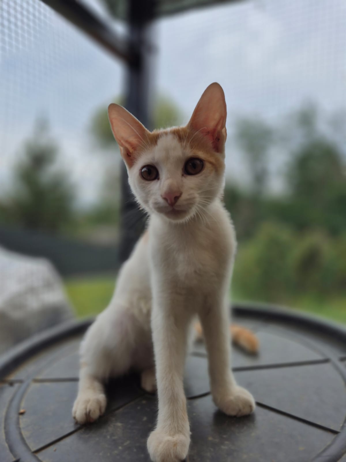 Asociatia Therapy Dogs and Cats Klaas