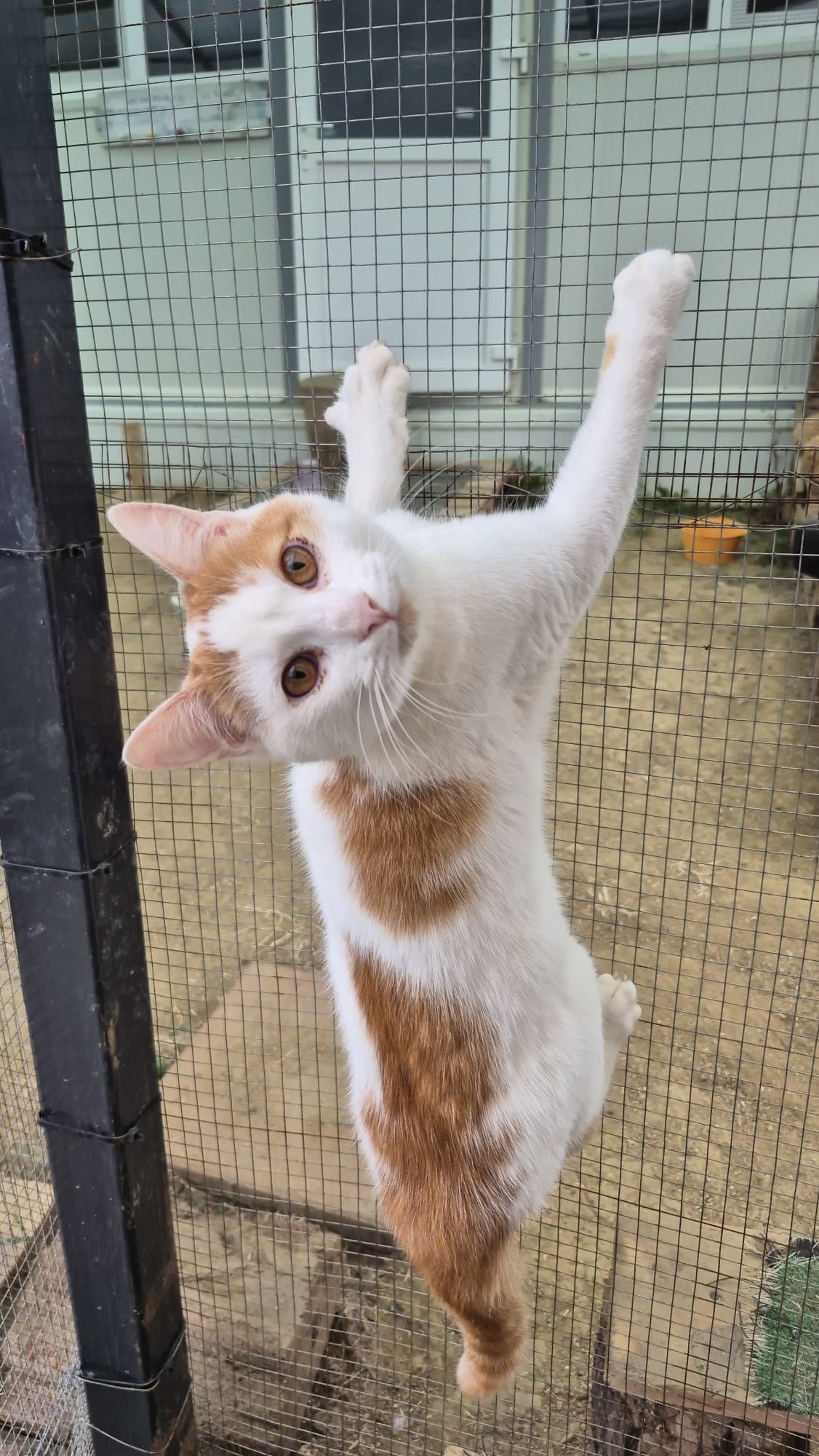 Asociatia Therapy Dogs and Cats Klaas