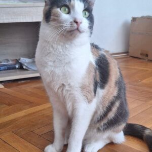 Asociatia Therapy Dogs and Cats