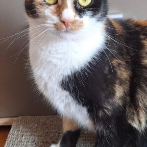 Asociatia Therapy Dogs and Cats
