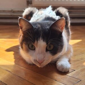 Asociatia Therapy Dogs and Cats