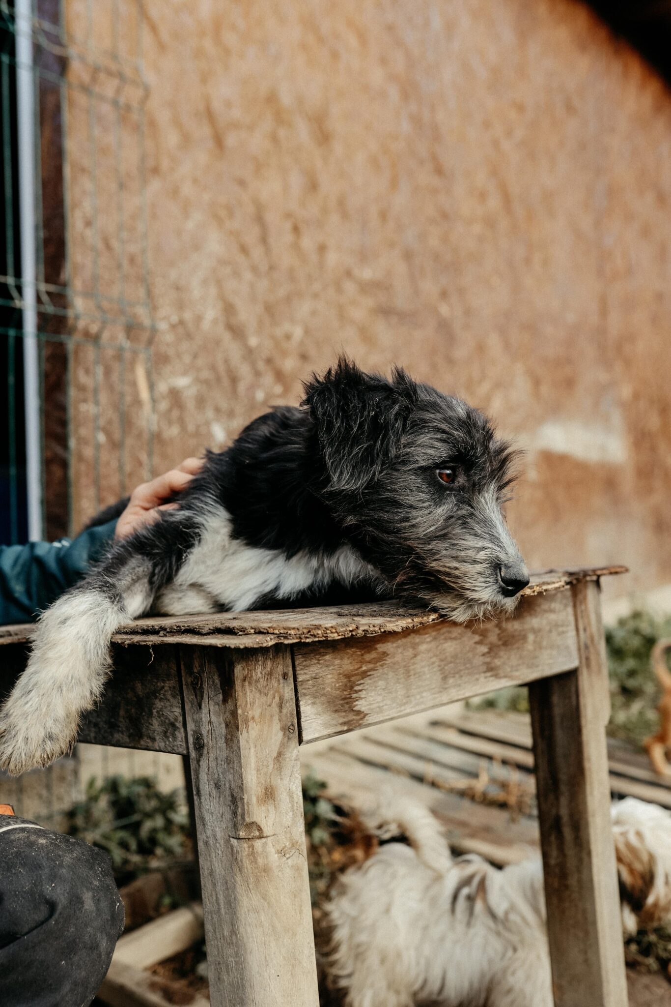 IMG-20251107-WA0165 Asociatia Therapy Dogs and Cats