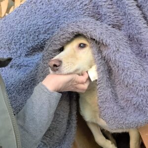 Asociatia Therapy Dogs and Cats
