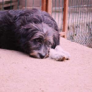 Asociatia Therapy Dogs and Cats Asociatia Therapy Dogs and Cats