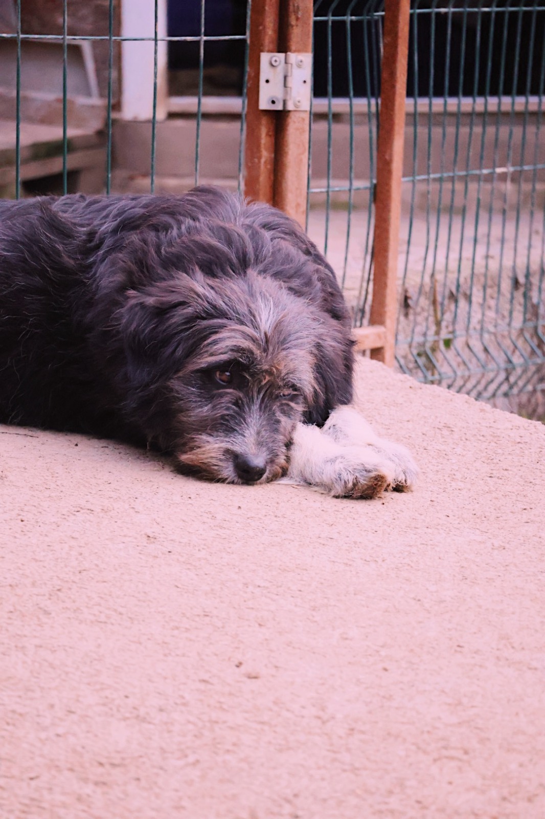 IMG-20251220-WA0174 Asociatia Therapy Dogs and Cats