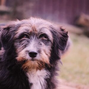 Asociatia Therapy Dogs and Cats Asociatia Therapy Dogs and Cats