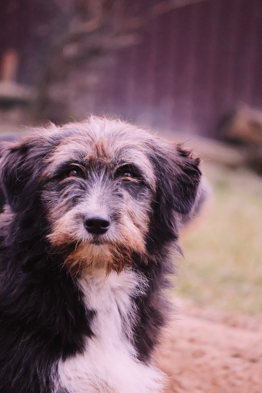 IMG-20251220-WA0177 Asociatia Therapy Dogs and Cats