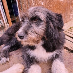 Asociatia Therapy Dogs and Cats Asociatia Therapy Dogs and Cats