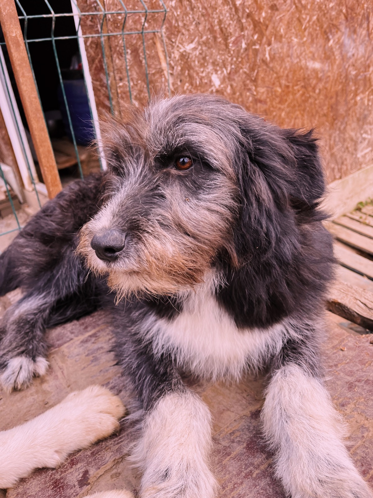 IMG-20251220-WA0178 Asociatia Therapy Dogs and Cats