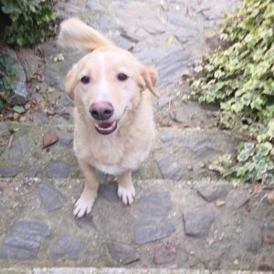 Asociatia Therapy Dogs and Cats