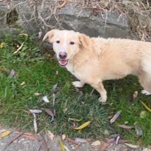 Asociatia Therapy Dogs and Cats
