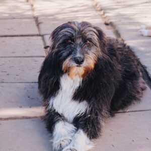 Asociatia Therapy Dogs and Cats