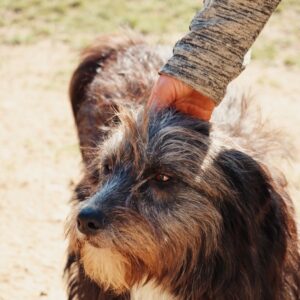 Asociatia Therapy Dogs and Cats