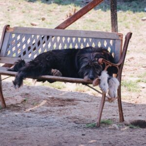 Asociatia Therapy Dogs and Cats